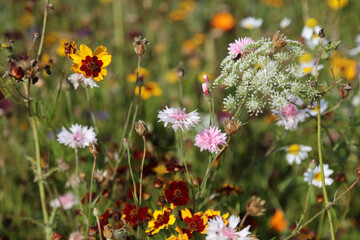 Macro image of pink Cornflower blooms with Tickweed and False Bishop's weed, Suffolk England
