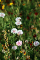 Macro image of pink Cornflower blooms, Suffolk England
