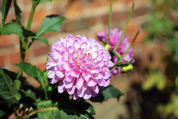 Side view of a pink and white Dahlia flower, Suffolk England
