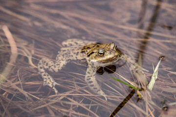 A Toad in a pond in Scotland