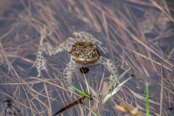 A Toad in a pond in Scotland