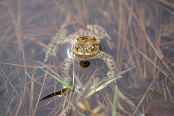 A Toad in a pond in Scotland