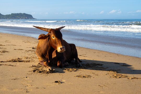 Domestic brown cow on the beach in Goa, India