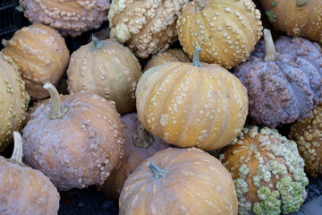 Creative and artistic shot of a group of colorful pumpkins. Agadir, Morocco, in the bazaar called Souk El Had.