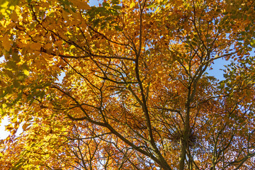 Blasenbaum im Herbst