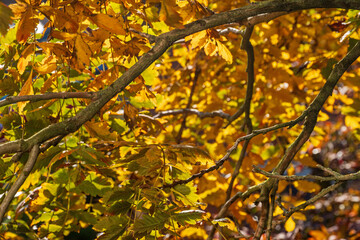Blasenbaum im Herbst