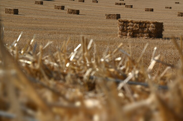 Straw bales in the field on summer after wheat harvest.