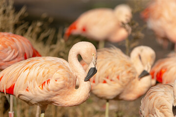 A beautiful flock of flamingos gracefully standing next to each other in the green grass, creating a stunning natural scene