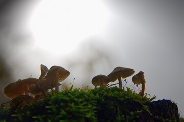 Cute mushrooms and moss against the hazy atmosphere