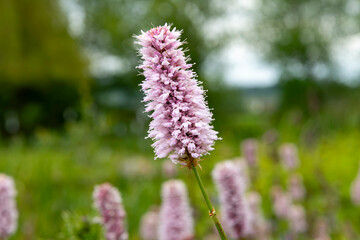 Close up of Common Bistort (Bistorta officinalis) known as bistort, common bistort, European bistort, or meadow bistort with green plant background out of focus