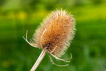 Close up of the  brown, oval, spiky seed head of the Wild Teasel (Dipsacus fullonum) native to Eurasia and North Africa with green background out of focus