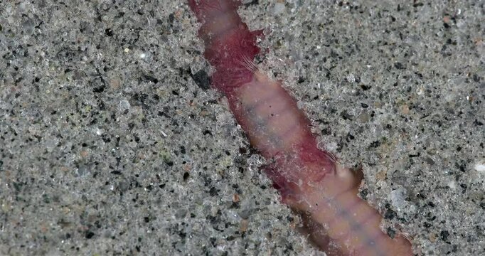 Worm Arenicola marina burrows into sandy bottom close-up, class Polychaeta. They inhabit the intertidal zone and dig holes in silty-sandy soil. White Sea