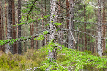 Image filling close up view of cross section of an European Larch (Larix decidua) tree with branches some with green needles and forest background out of focus