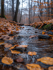 Obraz premium autumn in the forest with a stream