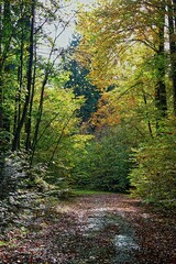 Green alley in the park in the autumn