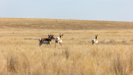 Herd of Antelope in Montana Prairie, Wildlife of Montana