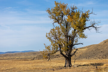 Obraz premium Fall in Central Montana, Trees, Landscape, Open Grasslands
