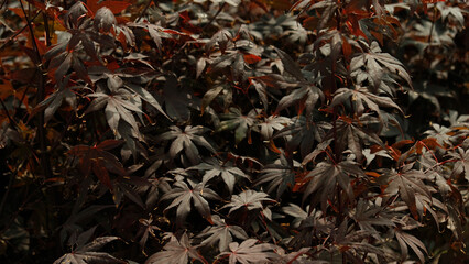 Beautiful bright warm red leaves of a Japanese Maple tree - Acer Palmatum Atropurpureum (Fireglow). Red leaves of Japanese Maple Tree, Abstract natural background. Minimal, stylish, trend concept.