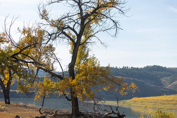 In Phillips County, Central Montana, vibrant fall foliage of October gradually gives way to the...