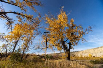 In October, Central Montana’s fall season shines with tall yellow trees standing amidst swaying tall grasses, painting a vivid autumn landscape.