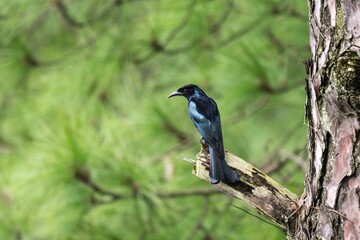 The hair-crested Drongo on a tree branch.