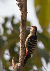 Woodpecker on a Tree Trunk