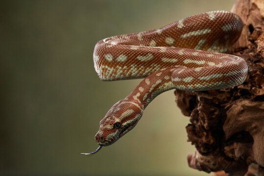 A python is hanging from a branch, its body loosely coiled and tongue flicking out. The snake posture suggests it is in a state of alertness, scanning its surroundings.