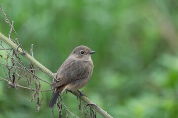 Small bird on a branch with green backdrop.