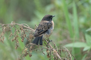 Small bird perched on a branch in greenery.