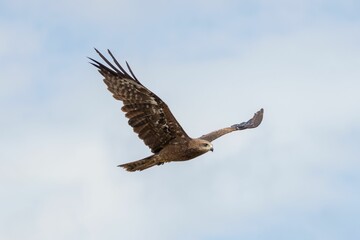 Majestic eagle soaring in clear sky