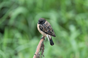 Small bird perched on a branch