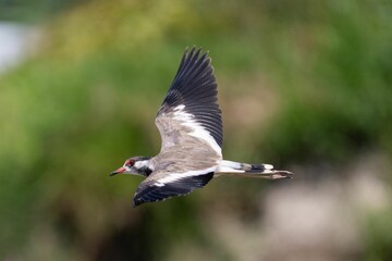 Red-Wattled Lapwing in flight