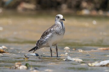 Pallas's Gull in the River