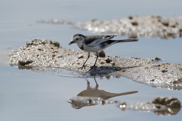 White Wagtail in the Marshlands.