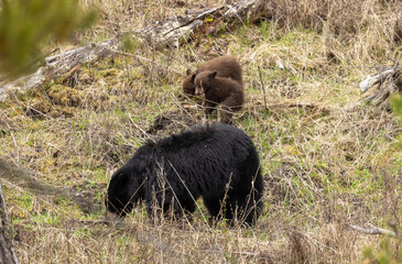 Black Bear Sow and Cub in Springtime in Yellowstone National Park Wyoming