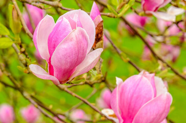 Obraz premium pink magnolia and green background in Vancouver, Canada