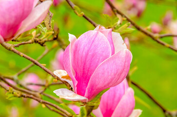 Obraz premium pink magnolia and green background in Vancouver, Canada