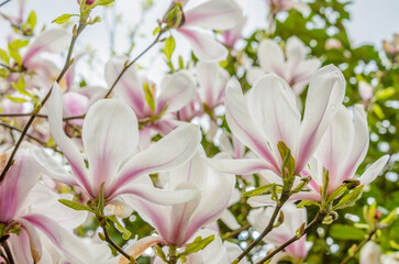 Obraz premium pink magnolia and green background in Vancouver, Canada