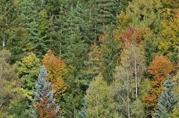 Mischwald in Herbstfarben Nähe Semmering