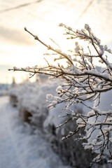 Beautiful snow-covered winter landscape. Close up photo of shrub in frost on the background of the setting winter sun. Selective focus, blurred background.