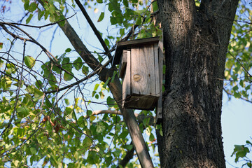 A bird house fixed high on a tree trunk