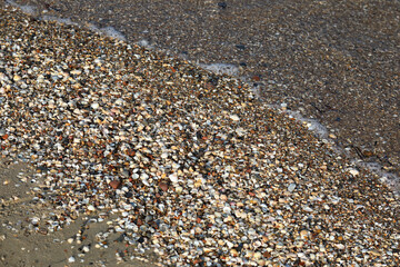 A heap of small shells, the Baltic Sea beach