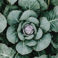 Fototapeta premium A close-up view of fresh cabbage surrounded by lush green leaves in nature's beauty