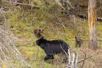 Black Bear Sow and Cub in Springtime in Yellowstone National Park Wyoming