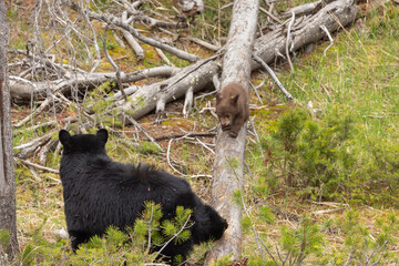 Black Bear Sow and Cub in Springtime in Yellowstone National Park Wyoming
