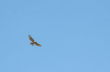 Redtailed Hawk soring in the afternoon sky