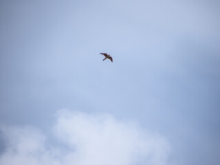 A peregrine falcon soaring in Connecticut
