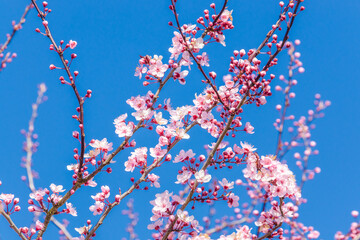 Branches of pink cherry blossoming with soft focus on blue sky background.