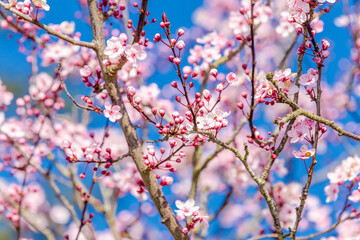 Branches of pink cherry blossoming with soft focus on blue sky background.