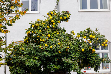 Bright yellow apple quinces on a tree in front of a house in the municipality of Hurlach in Bavaria